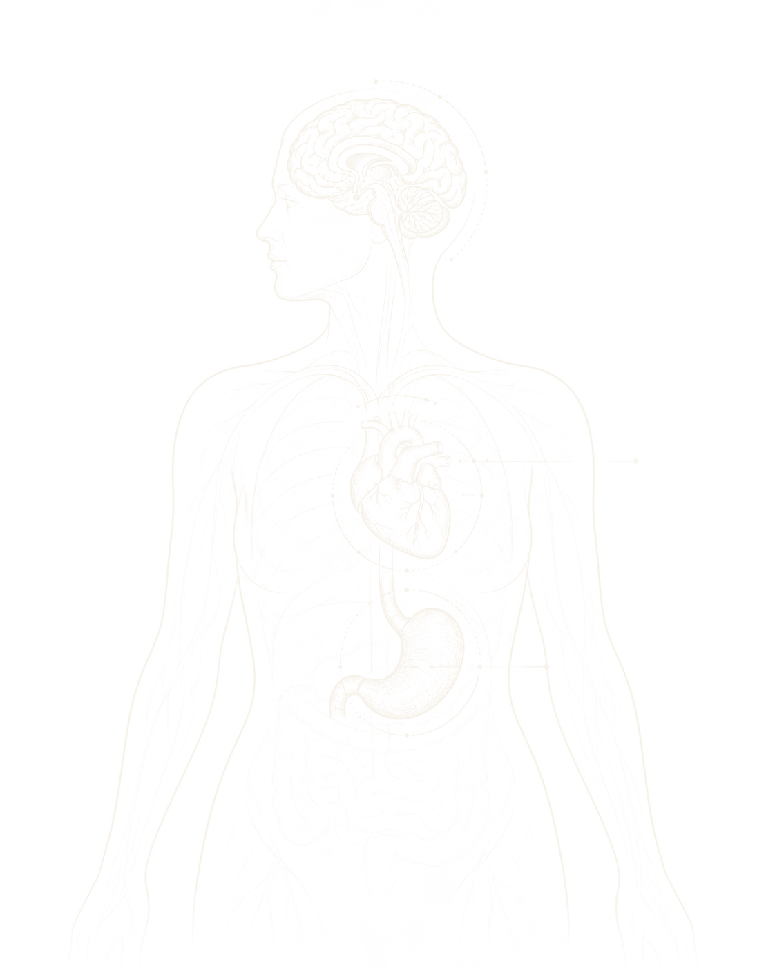 A line drawing of the human body with the brain, heart and stomach picked out, and the nervous and circulatory networks running between them.